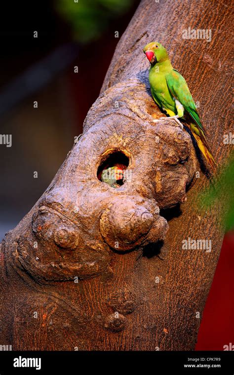 Rose-ringed parakeet Stock Photo: 48366397 - Alamy