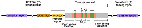 Eukaryotic Gene Structure Diagram