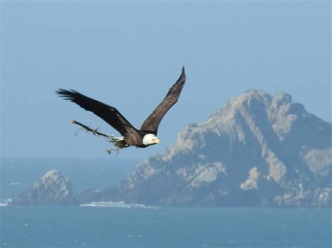 Bald Eagle with nesting materials – Mendonoma Sightings