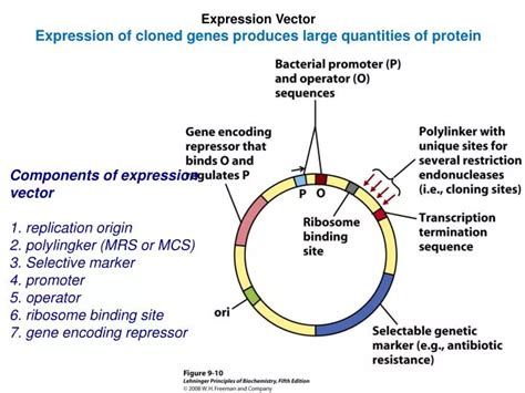 PPT - Expression Vector Expression of cloned genes produces large quantities of protein ...