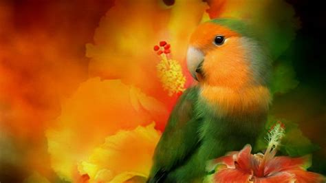 Desktop Picture Parrot Bird Wallpaper