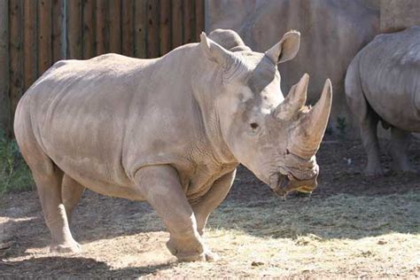 White Rhinoceros - True Wildlife Creatures