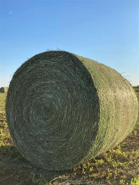 45 Bales Large Round Alfalfa, Orchard For Sale in Annawan, Illinois | LivestockMarket.com