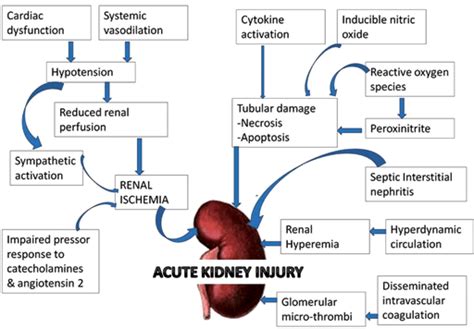 Pathogenesis of acute kidney injury in sepsis. | Download Scientific ...