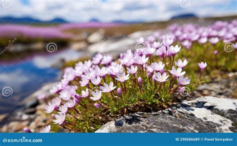 Nature Arctic Tundra Flowers Stock Illustration - Illustration of hill, plant: 290686689