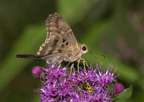 Long-tailed Skipper - Alabama Butterfly Atlas