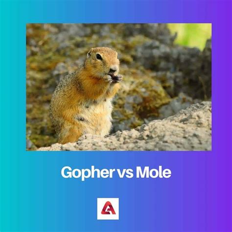 Gopher vs Mole: Difference and Comparison