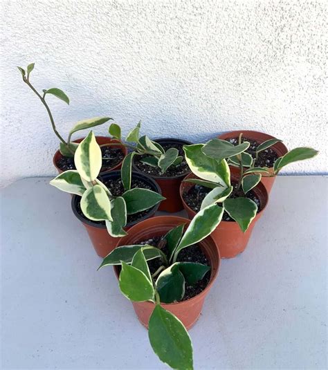 Hoya Krimson Princess Propagation - Hoya Krimson Queen Plant The ...