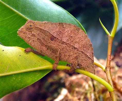 Pygmy Leaf Chameleons | Weird animals, Animals, Chameleon