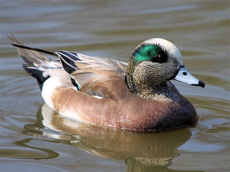 American Wigeon Facts, Distribution, Diet, Behavior, Images