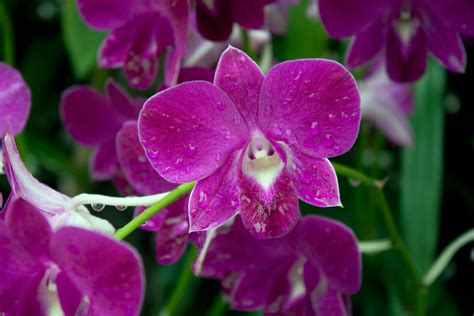 Orchid Flower In Singapore Free Stock Photo - Public Domain Pictures