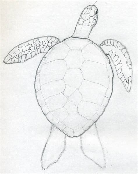 Drawing Pictures Of Turtles – Warehouse of Ideas