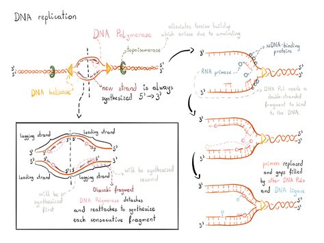 Dna Replication Easy Diagram