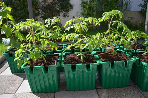 The Oasesbox for Growing Tomatoes | Self watering planter, Fall ...