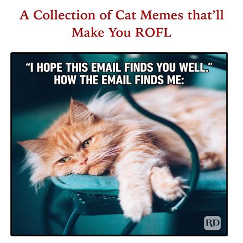 Feline Funnies: A Collection Of Cat Memes That'll Make You ROFL