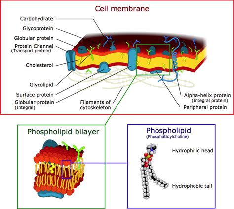 What Would Happen if a Cell Membrane Became Impermeable - Trevon-has-Hinton