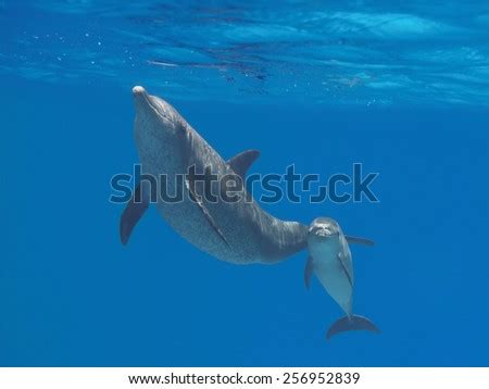 Two Dolphins (Cute Baby And Mother) Swimming Underwater In The Blue Tropical Ocean Stock Photo ...