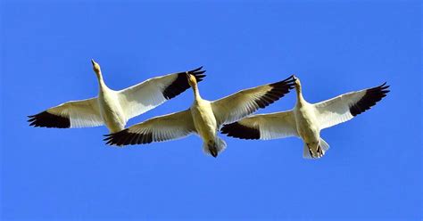 Snow Geese Migration - AnimalBehaviorCorner