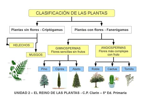 Esquema 2 - El reino de las plantas by Edita Sueiras - Issuu