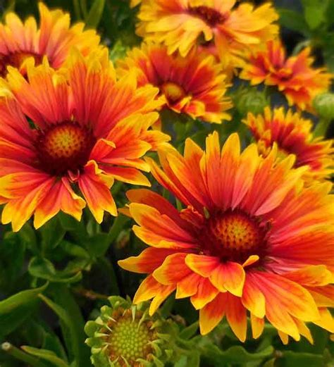 ‘Sunset Orange’ | Plants, Water wise plants, Outdoor flowers