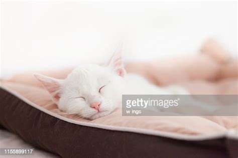 Cute White Young Sleeping Cat High-Res Stock Photo - Getty Images