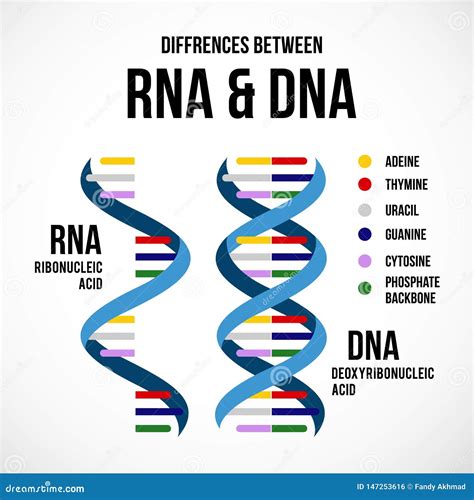 Difference Between Dna And Rna Structure Compare The Difference Images