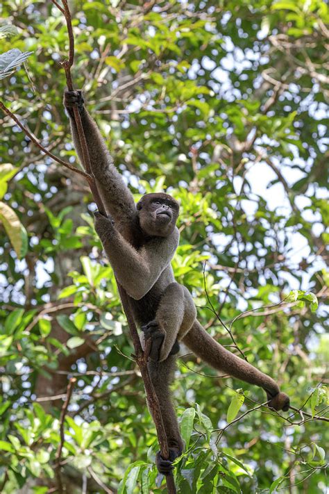 Brazil, Amazon, Manaus, Amazon Ecopark Photograph by Ellen Goff - Fine ...