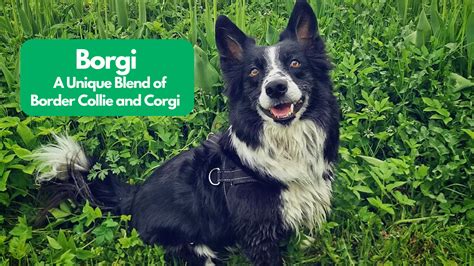 Border Collie Corgi Mix: A Unique Blend of Intelligence and Charm - BorderCollieHealth