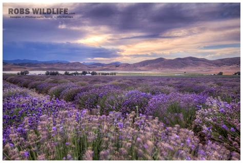 Purple Lavender Fields, Floral Fine Art, Purple Flowers Wall Decor ...