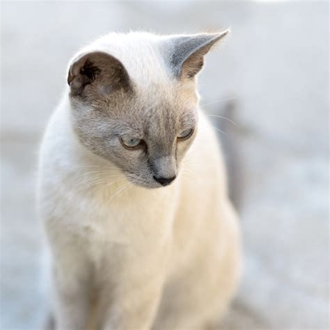 Solid Grey Cat Breeds