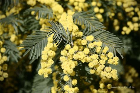 Hawaii Invasive Species Council | Black Wattle (Acacia mearnsii)