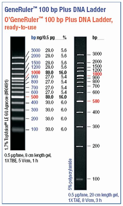 Thermo Scientific™ O'GeneRuler™ Ready-to-use 100bp Plus DNA Ladder 100 ...