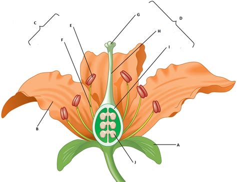 Diagram quiz on Flower Parts
