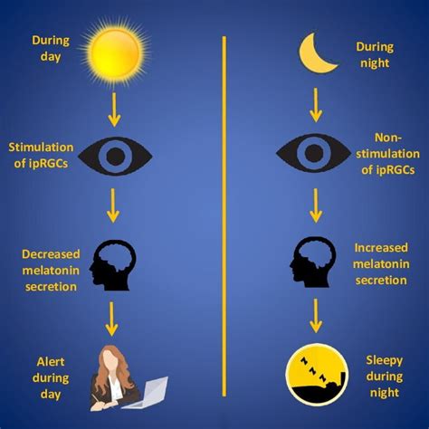 Effects of Blue Light on Health (Sleep, Eyes, Depression, and Dementia ...