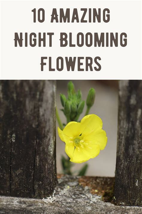 10 Amazing Night Blooming Flowers - Gardening Sun | Night blooming ...