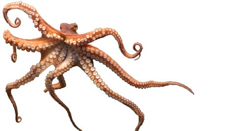 Octopus PNG transparent image download, size: 1200x675px