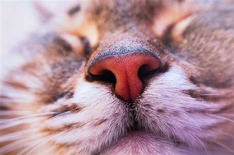 5 Smells Cats Hate vs. Smells Cats Like - CatGazette