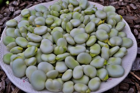 Growing fava beans early in the season – Sara's Kitchen Garden