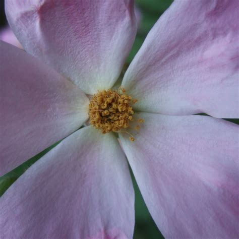 Wild Flowers of Ladakh - everydayphotos.net