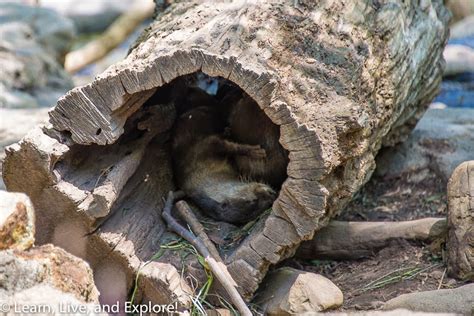 Spotting the Baby Panda at the National Zoo ~ Learn, Live, and Explore!