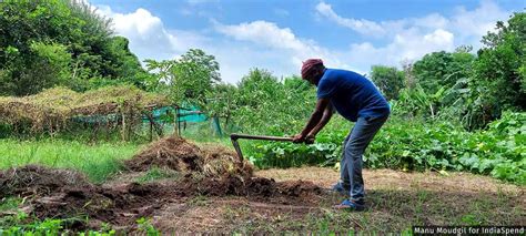 No Country For Organic: Why Punjab Finds It Hard To Quit Chemical Farming