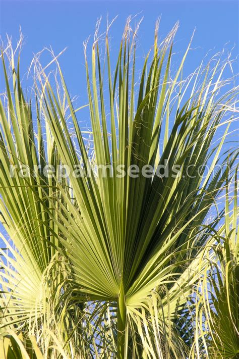 Washingtonia filifera – Washington Palm – Buy seeds at rarepalmseeds.com