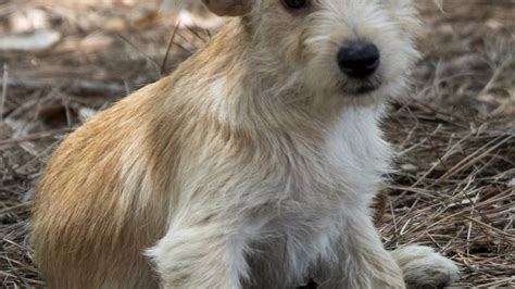 Pet of the Week: Wire-haired terrier pup wants to play! – WKRG News 5