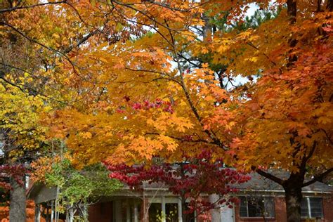 Fayetteville, Arkansas Fall colors November 9, 2013