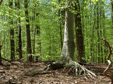 Trees of the Trolls: Meet the American Beech | Coastal Maine Botanical Gardens