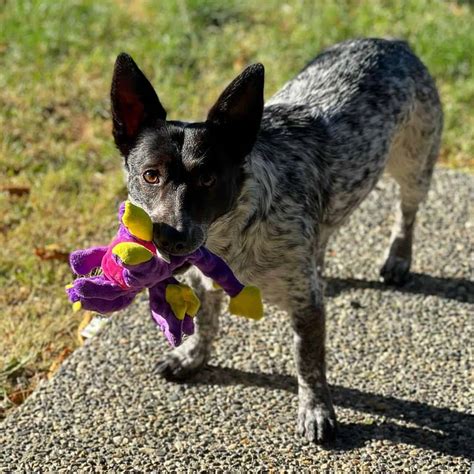 The Blue Heeler Corgi Mix: Everything You Need To Know