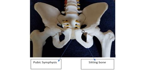 Pubic Symphysis Dysfunction Pain - Acer Osteopathic Clinic