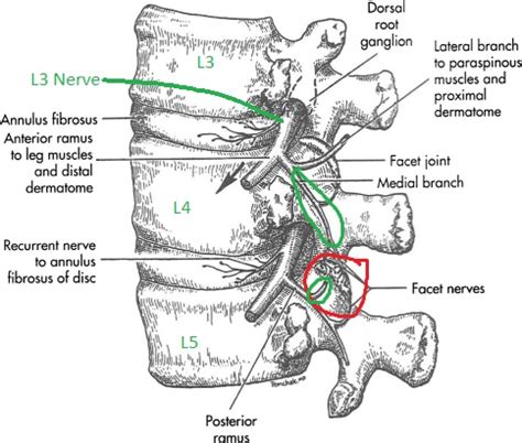 Medial Nerve Block Lumbar