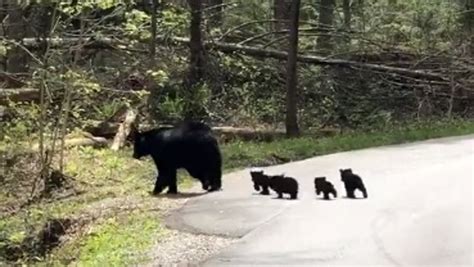 Cades Cove bear sighting goes viral on Facebook