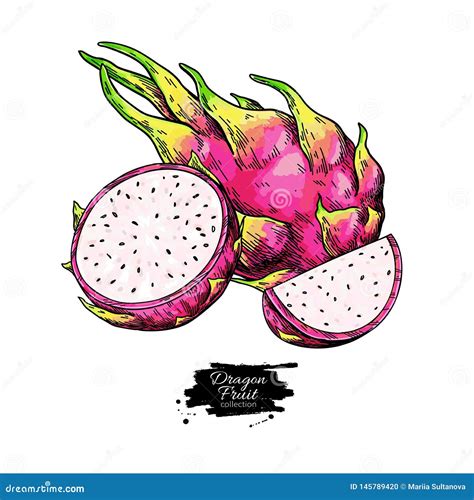 Dragon Fruit Vector Drawing. Hand Drawn Tropical Food Illustration. Pink Summer Dragonfruit ...